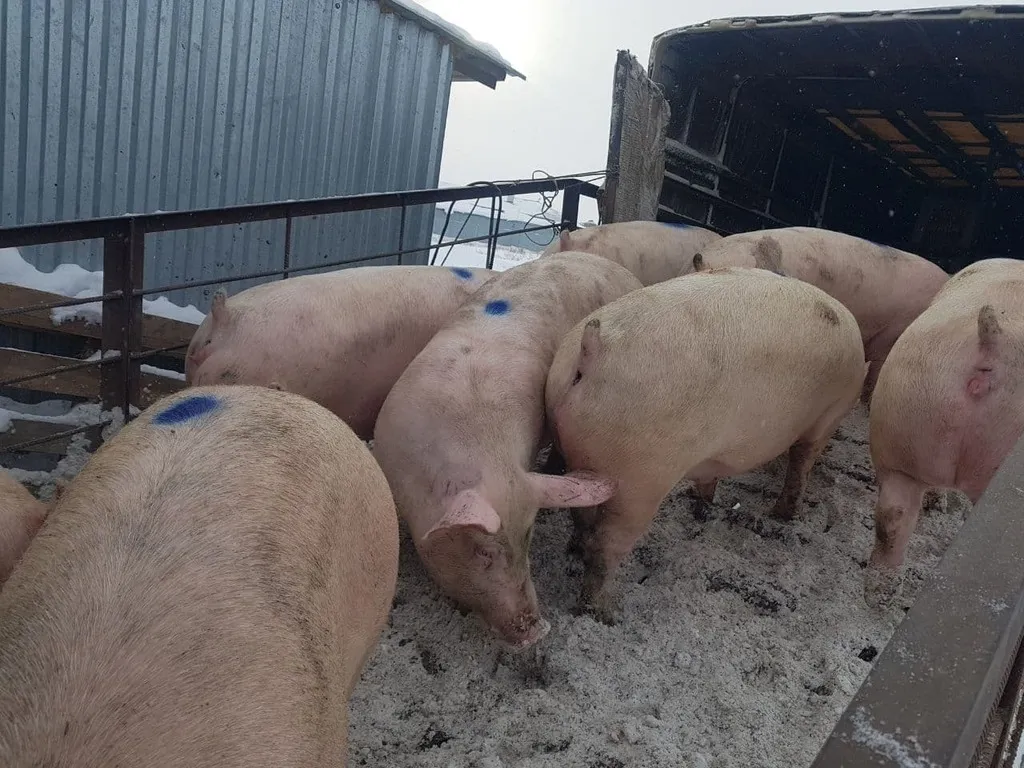 свиноматки, свиньи, поросята от 5-300 кг в Саранске и Республике Мордовия