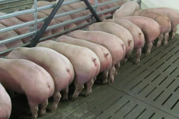 фотография продукта свиньи живок