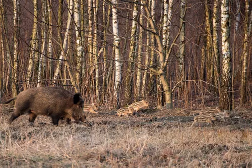 Буферные зоны вокруг свиноводческих хозяйств в Мордовии подразумевают 100% изъятие диких кабанов