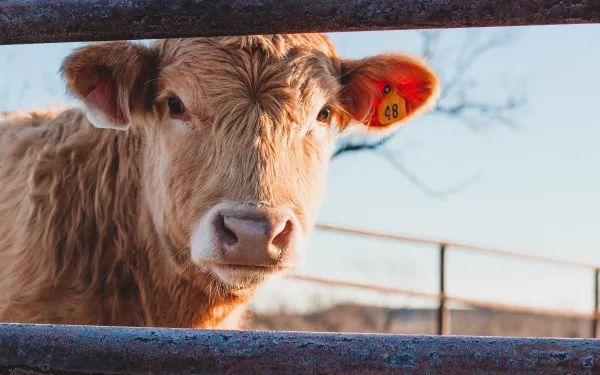 Россельхознадзор признал недействительными 35 деклараций на мясную и молочную продукцию предприятий Мордовии