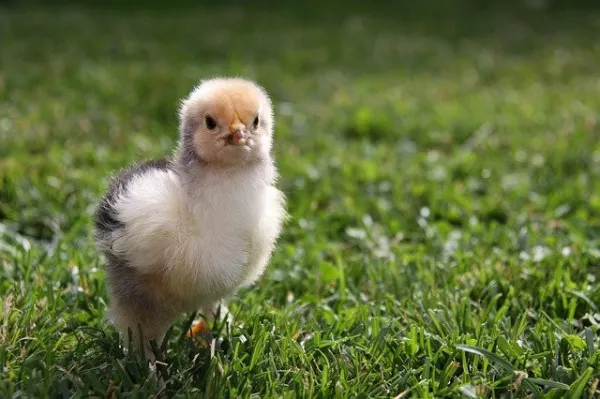 Очередная партия суточных цыплят поступила из Евросоюза в Республику Мордовия