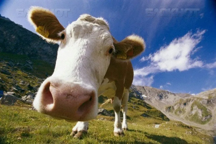 фотография продукта Скупаем коров, телок, быков.