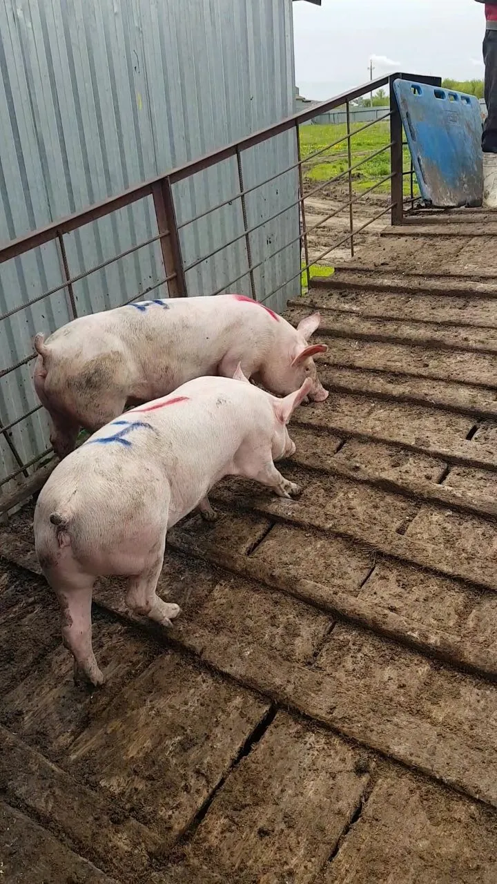 свиноматки, свиньи, поросята от 5-300 кг в Саранске и Республике Мордовия 2