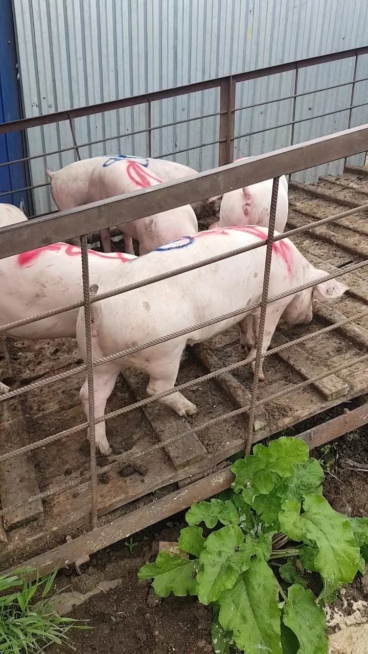 свиноматки, свиньи, поросята от 5-300 кг в Саранске и Республике Мордовия