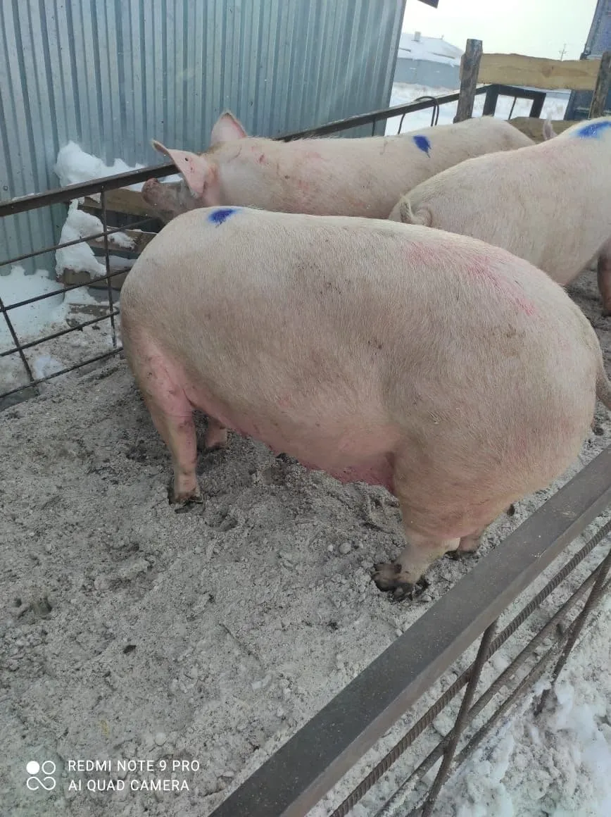 свиноматки, свиньи, поросята от 5-300 кг в Саранске и Республике Мордовия 6