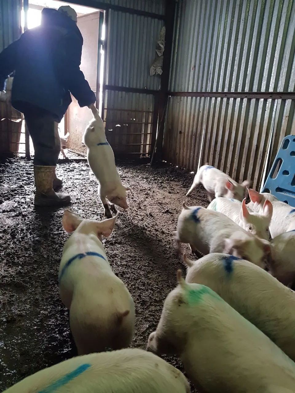 свиноматки, свиньи, поросята от 5-300 кг в Саранске и Республике Мордовия 4
