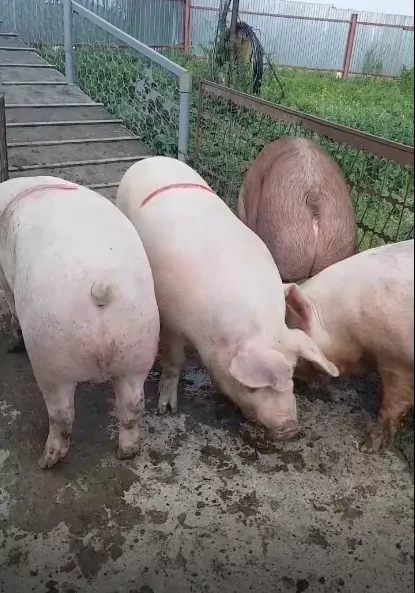 поросята, свиньи в живом весе (оптом) в Саранске и Республике Мордовия