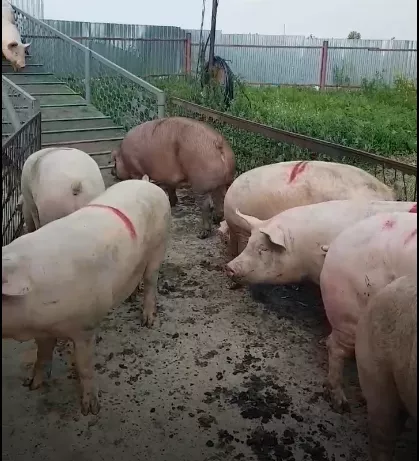 поросята, свиньи в живом весе (оптом) в Саранске и Республике Мордовия 2