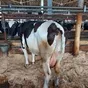 коровы выбраковка на убой Мордовия  в Саранске